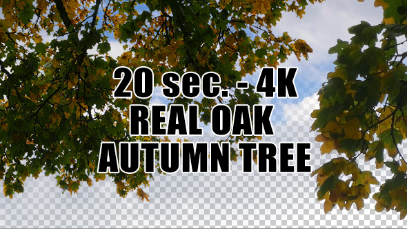 Real Oak Autumn Tree with Alpha Channel