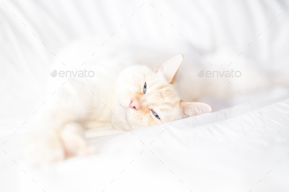 morning stretch - Stock Photo - Images