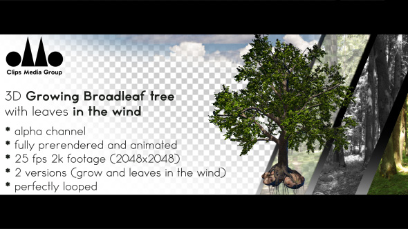 3D Photorealistic Growing Broadleaf Tree With Leaves In The Wind