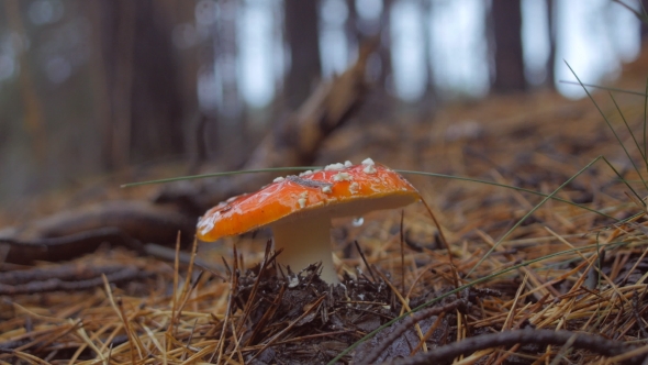 Hand Picks a Fly Agaric Mushroom In The Forest alt