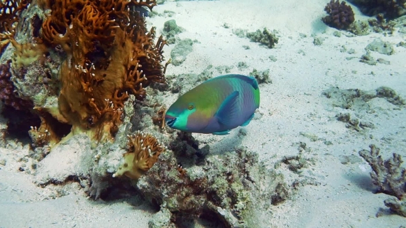 Steephead Parrotfish Chlorurus Microrhinos alt