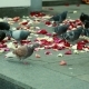 Pigeons On The Steps Strewn With Red Rose Petals - VideoHive Item for Sale