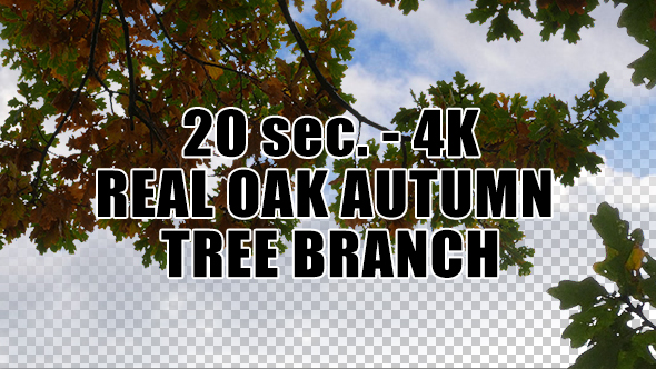 Real Oak Autumn Tree Branch with Alpha Channel