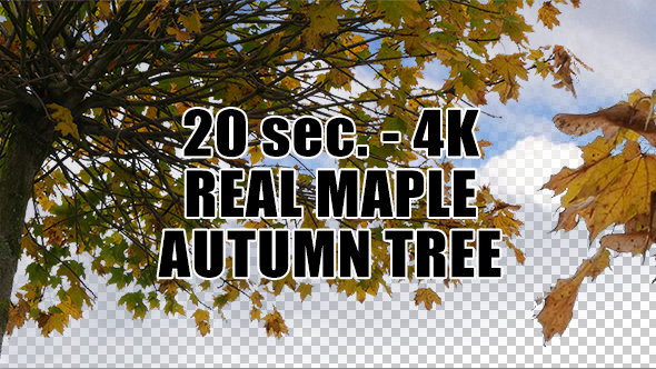 Real Maple Autumn Tree with Alpha Channel