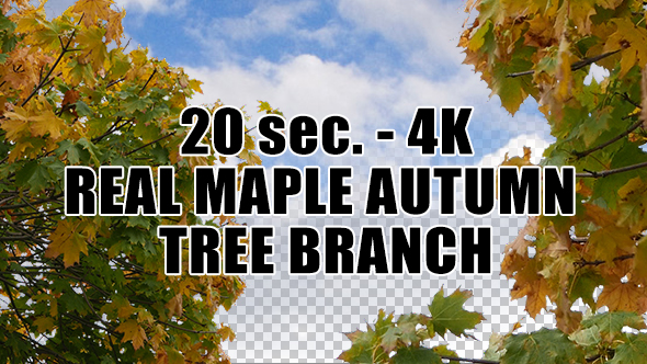 Real Maple Autumn Tree Branch with Alpha Channel