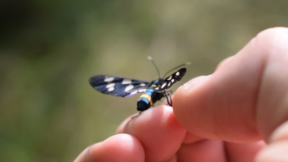 Nine-spotted Moth Butterfly On Human Hand