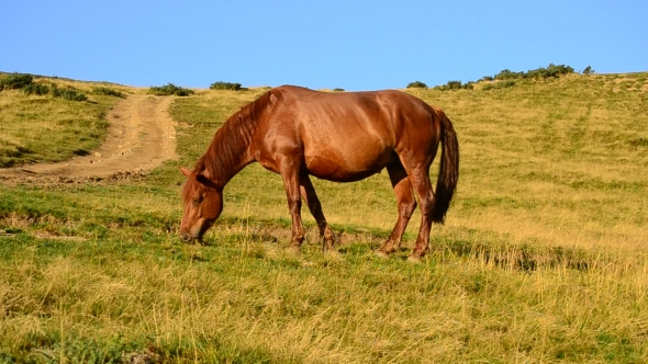 Brown Horse Grazing In a Meadow