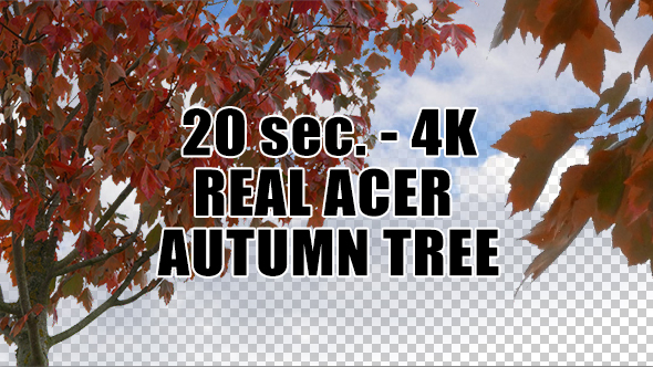 Real Acer Autumn Tree with Alpha Channel