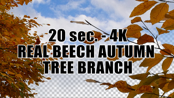 Real Beech Autumn Tree Branch with Alpha Channel