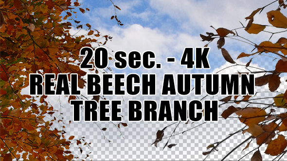 Real Beech Autumn Tree Branch with Alpha Channel