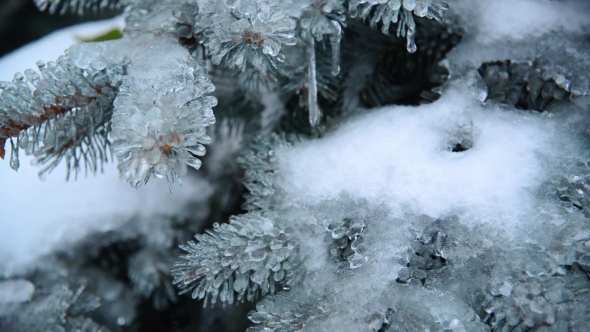 Ice-covered Branch Of Blue Spruce