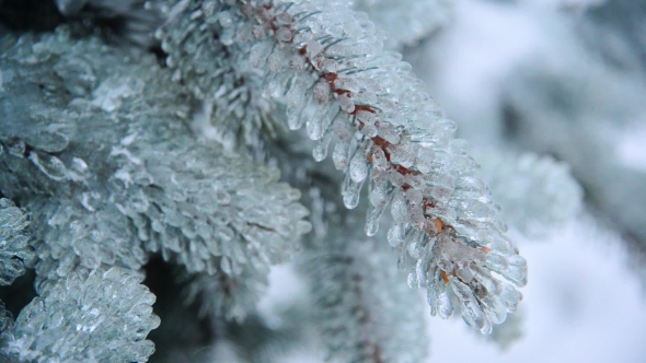 Ice-covered Branch Of Blue Spruce
