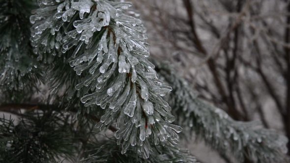 Pine Needles Is Icy After Rain In Winter