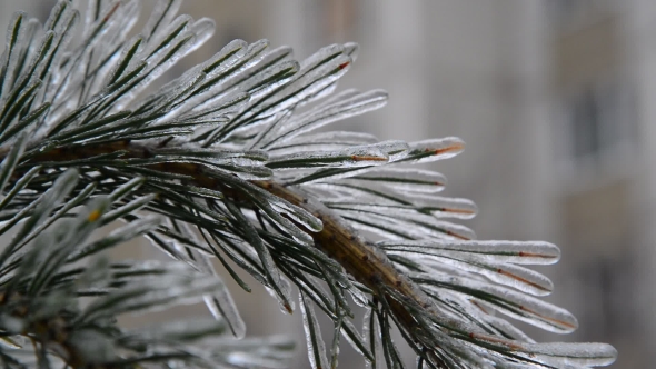 Pine Needles Is Icy After Rain In Winter