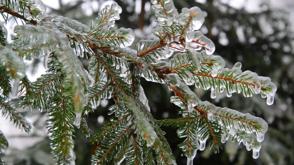 Branches Of Spruce Covered With Ice After Rain