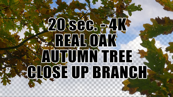 Real Oak Autumn Tree Close Up Branch with Alpha Channel