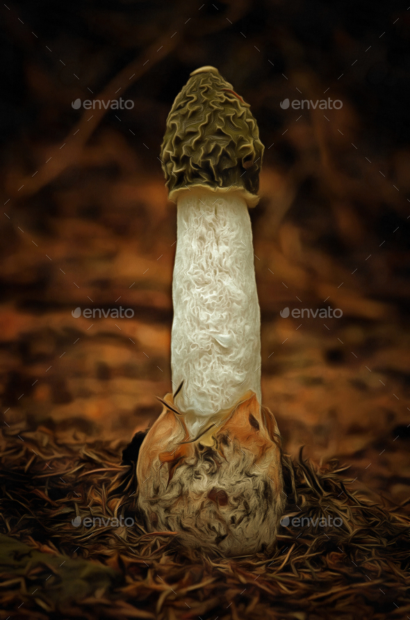 Mushroom - Common Stinkhorn - Phallus Impudicus - Stock Photo - Images