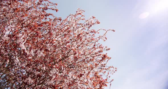 Cherry Blossom Waying Wind Closeup Background alt