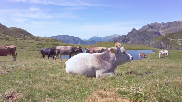 Small Lake In The Italian Pre Alps With Grazing Cows alt
