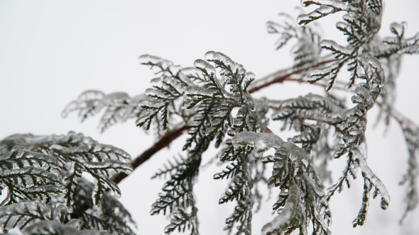 Fir Needles Is Icy After Rain In Winter