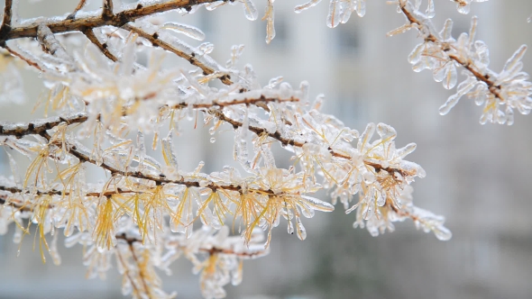 Larch With Yellow Needles Is Icy After Rain In Winter