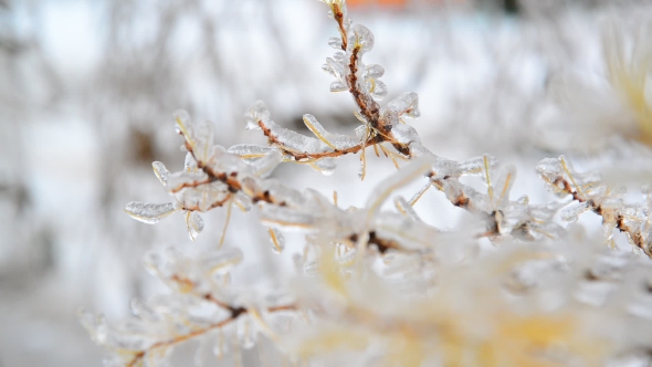 Larch With Yellow Needles Is Icy After Rain In Winter