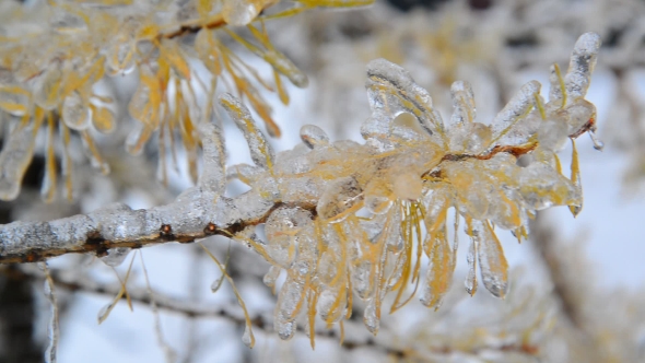 Larch With Yellow Needles Is Icy After Rain In Winter