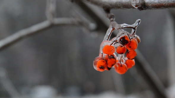 Sprig Of Rowan With Berries Is Covered By Ice