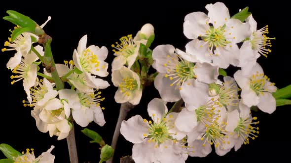 White Flowers Blossoms on the Branches Cherry Tree alt