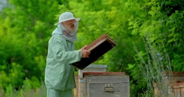 Beekeeper in Protective Overalls Opens a Honeycomb with Bees in an Apiary. Elderly Beekeeper in the alt