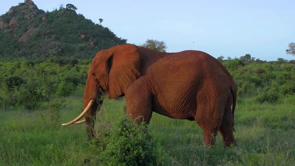 Big Elephant Before Sunset