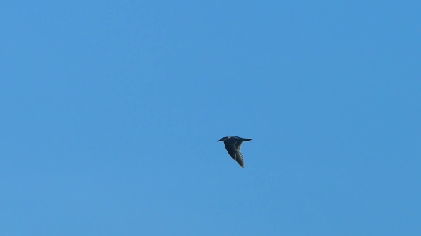 Flying Seagull On a Background Of Blue Sky