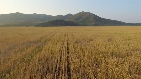 Aerial View Of Organic Barley Field