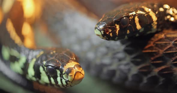 Spilotes Pullatus, Commonly Known As the Caninana,chicken Snake,yellow Rat Snake alt