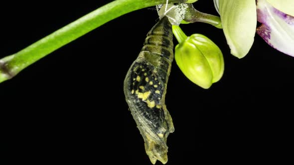 Development and Transformation Stages of Lime Butterfly -Papilio Demoleus - Malayanus Hatching Out alt