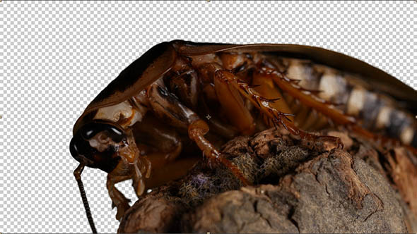 Cockroach on a Transparent Background