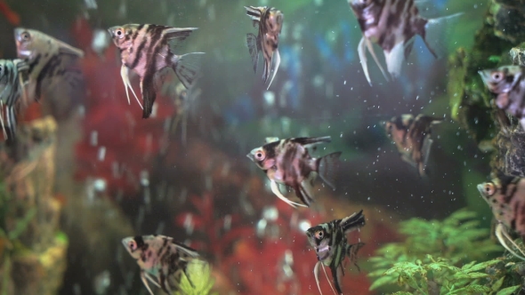 Small Fishes Swimming In The Spacious Aquarium