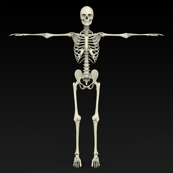 Realistic Human Skeleton - 3Docean 18869551