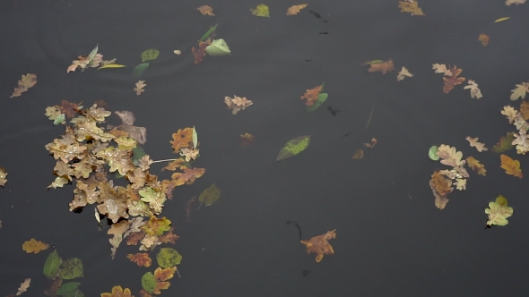 Yellow Puddle Leaves Autumn Floating In Pool