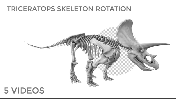 Triceratops Skeleton alt