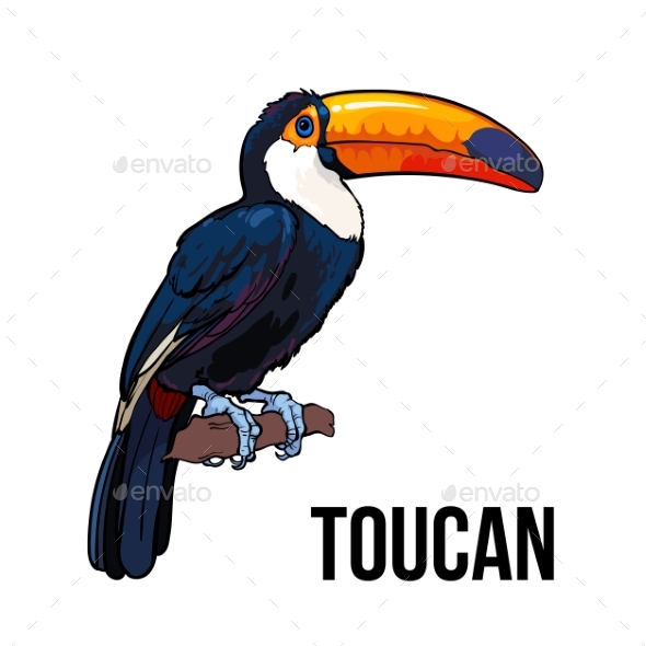 Hand Drawn Toucan Seating on a Tree Branch - Animals Characters