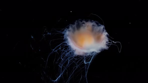 Slow Motion Footage of a Jellyfish Jellyfish Move in the Water on a Black Background alt
