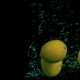 Lemons in the Water - VideoHive Item for Sale
