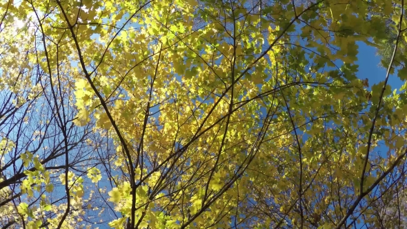 Autumn Look. Maple Tree with Yellow Leaves