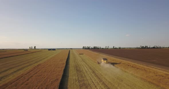 The Harvester Works On A Large Field Of Rapeseed In Summer View From A Drone
