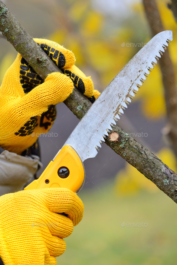 Hands with gloves of gardener doing maintenance work, pruning tr