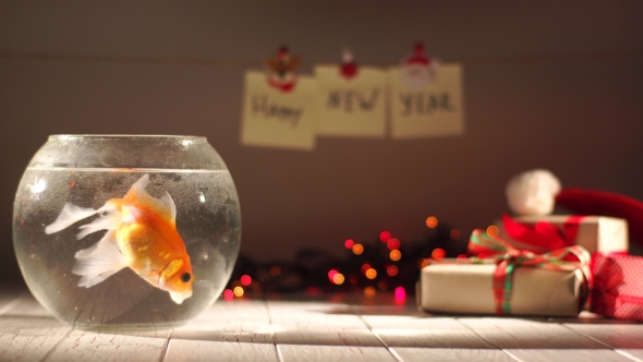 Beautiful Golden Fish Swimming in Aquarium, Gifts Around, Celebrating New Year,Holiday Decorations