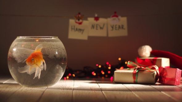 Beautiful Golden Fish Swimming in Aquarium, Gifts Around, Celebrating New Year,Holiday Decorations