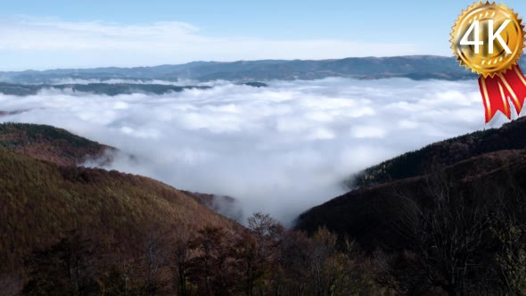 Autumn Morning Foggy Mist Rising Over Pine alt