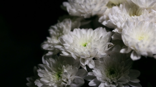 Bouquets of White Flowers